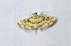Glycythyma chrysorycta