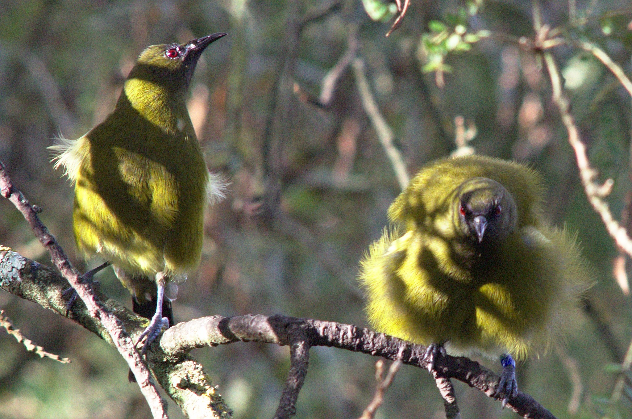 New Zealand Bellbird illustration