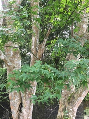 Acer serrulatum