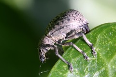 Liophloeus tessulatus