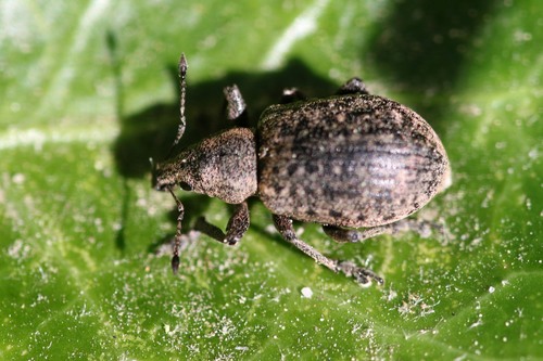 chequered weevil