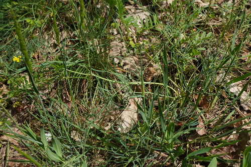 Seseli pallasii, photograph 4