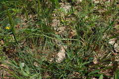 Seseli pallasii, photograph (c) Patrick Hacker, some rights reserved (CC BY)