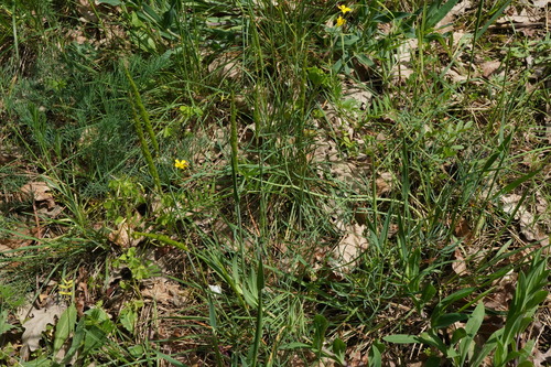 Seseli pallasii, photograph 5