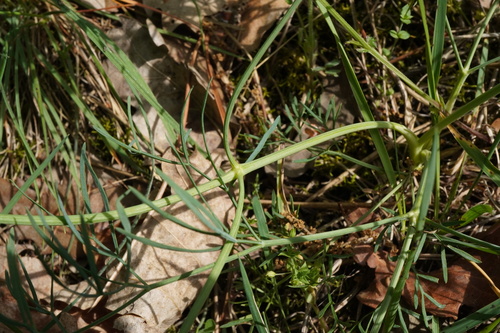 Seseli pallasii, photograph 3