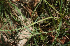Seseli pallasii, photograph (c) Patrick Hacker, some rights reserved (CC BY)