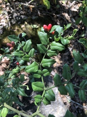 Carissa bispinosa zambesiensis