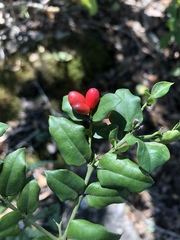 Carissa bispinosa zambesiensis