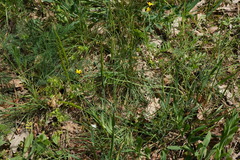Seseli pallasii, photograph (c) Patrick Hacker, some rights reserved (CC BY)