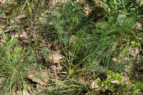 Seseli pallasii, photograph 1