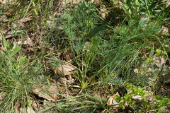Seseli pallasii, photograph (c) Patrick Hacker, some rights reserved (CC BY)