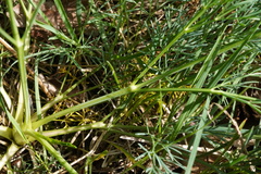 Seseli pallasii