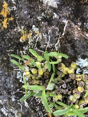 Polystachya ottoniana