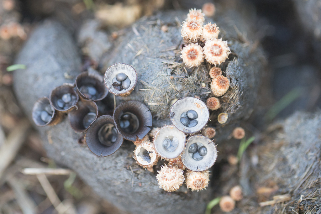 Cyathus stercoreus · May 2024 · photo: © ftsautter (iNaturalist, cc0)