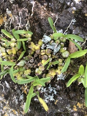 Polystachya ottoniana