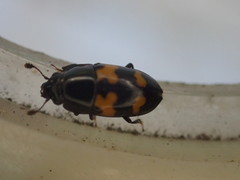 Glischrochilus fasciatus