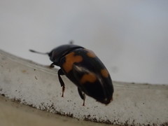 Glischrochilus fasciatus