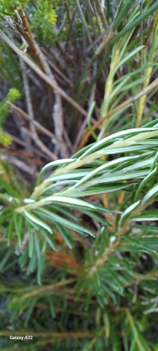 Image of Phylica imberbis by (c) Adele SL, some rights reserved (CC BY)