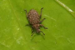 Romualdius scaber