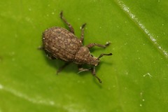 Romualdius scaber