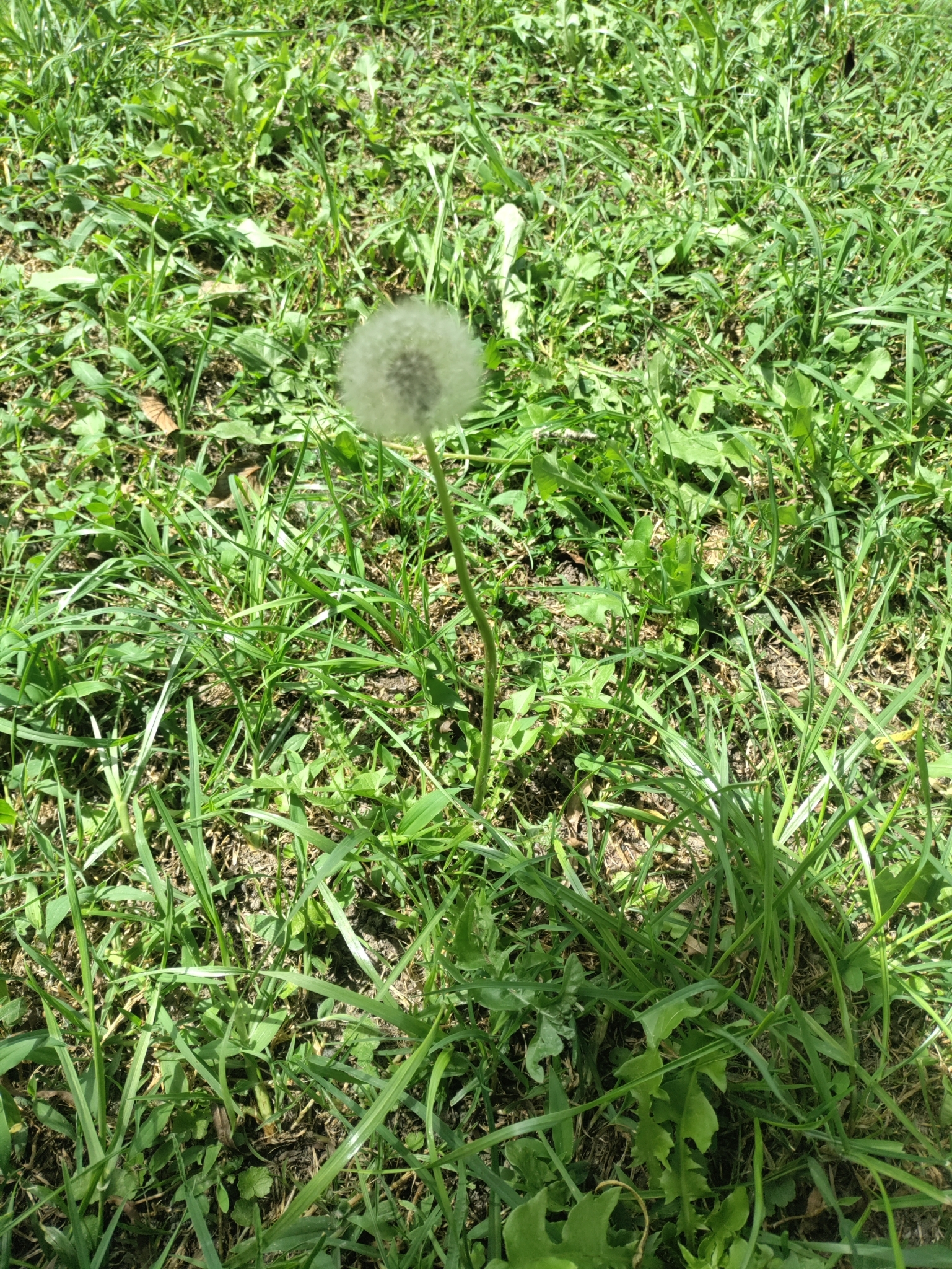 Taraxacum image