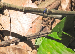 Argia oculata image
