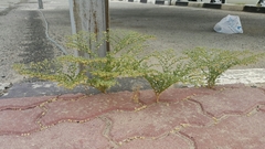 Fagonia glutinosa