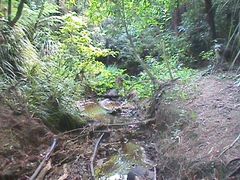 Melicytus ramiflorus ramiflorus