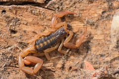 Centruroides suffusus