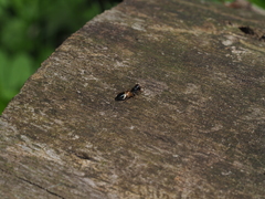 Leptorchestes berolinensis