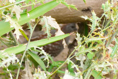 Callipepla douglasii