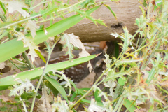 Callipepla douglasii