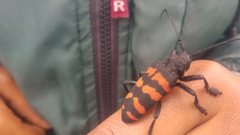 Ceroplesis capensis