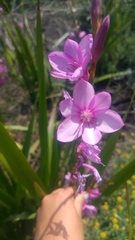 Watsonia marginata
