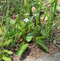 Viola patrinii