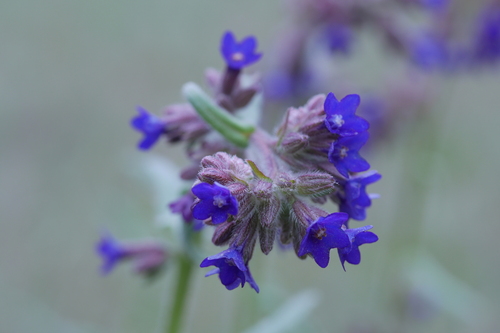 Common bugloss (Anchusa officinalis)