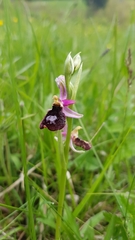 Ophrys bertolonii benacensis