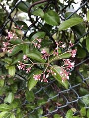 Urceola rosea