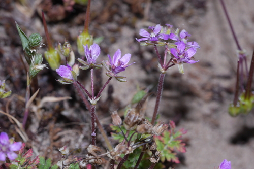 Erodium maculatum, photograph 3