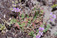 Erodium maculatum, photograph Nico, CC0, iNaturalist via GBIF