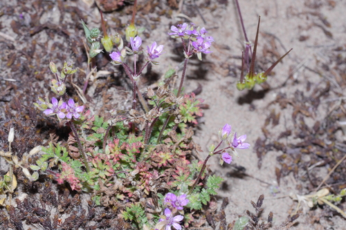 Erodium maculatum, photograph 5