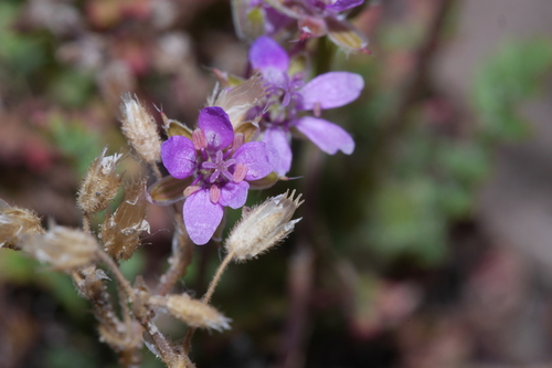Erodium maculatum, photograph 6