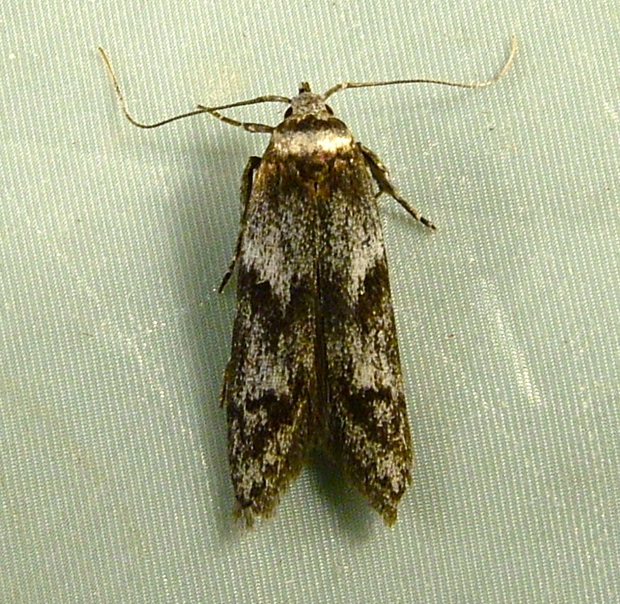 Asaphocrita