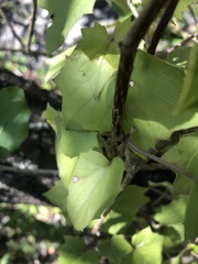 Senecio helminthioides
