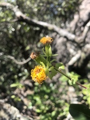 Senecio helminthioides