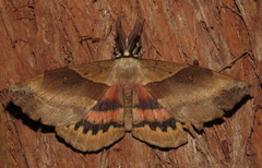 Chelepteryx chalepteryx