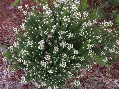 Phylica ericoides