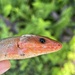 Broad-headed Skink - Photo (c) Levi Smith, some rights reserved (CC BY-NC), uploaded by Levi Smith