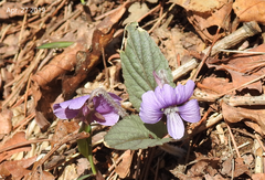 Viola hirtipes