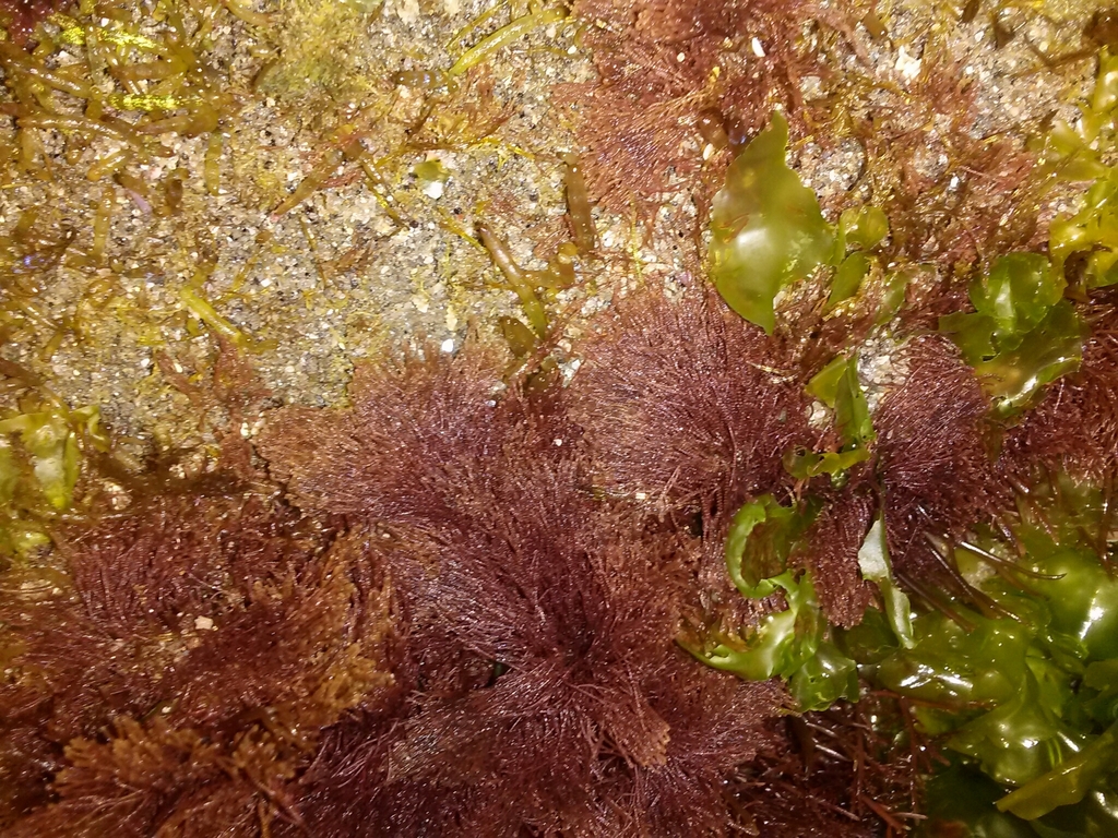 Centroceras clavulatum